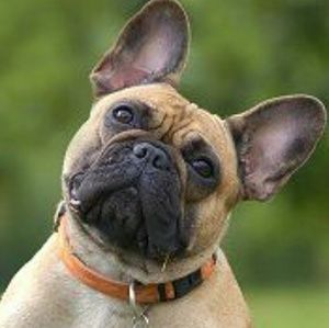 Meet your Posher, Andy